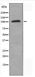 ZNF387 Antibody
