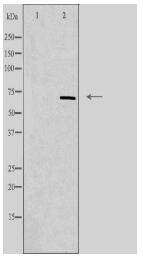 SLC39A4 Antibody