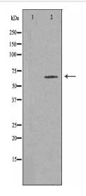 SGOL1 Antibody
