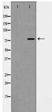 EZH2 Antibody