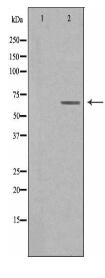TAIP-2 Antibody