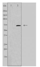 KNTC2 Antibody