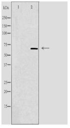SLC6A1 Antibody