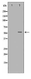 OLFM1 Antibody