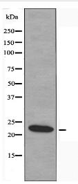 TALL-2 Antibody