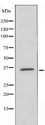 SFXN4 Antibody