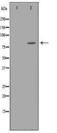 SKI Antibody