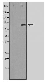 ZNF287 Antibody