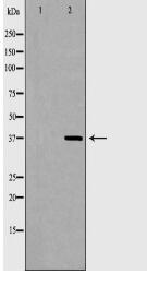 XRCC4 Antibody