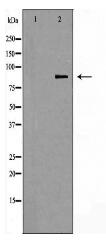 PI3 kinase P85α Antibody