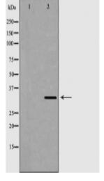 NeuN Antibody