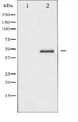 CREB Antibody