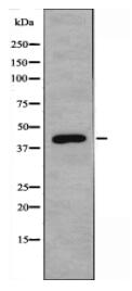 NECAB3 Antibody