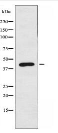 SGCA Antibody