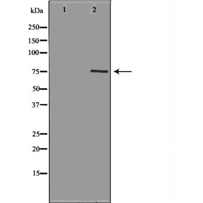 NEK8 Antibody