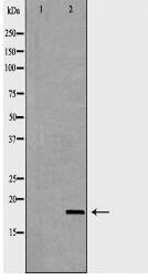 PPIA Antibody