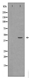 Wnt5a Antibody