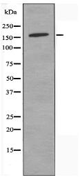 USP42 Antibody