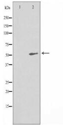 SESN1 Antibody