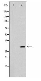 NTF3 Antibody