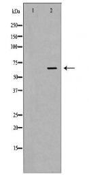 SLC3A2 Antibody