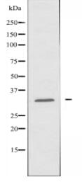 NCR3 Antibody