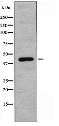 OPN3 Antibody