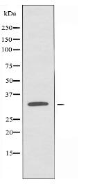 OR10AD1 Antibody