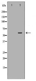 SLC22A8 Antibody
