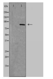 LHR2A Antibody