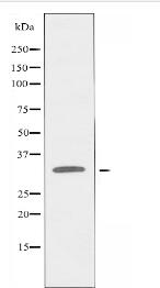 OR10AG1 Antibody