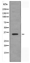 OR10G4 Antibody