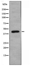 NDRG3 Antibody