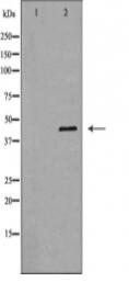 NCK1 Antibody