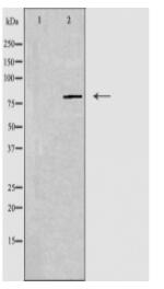 MRE11A Antibody