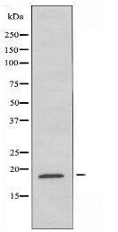 SFT2B Antibody