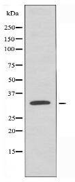 SIX1 Antibody