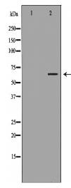 STIP1 Antibody