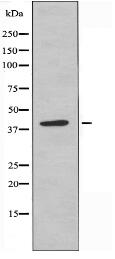 STAC2 Antibody