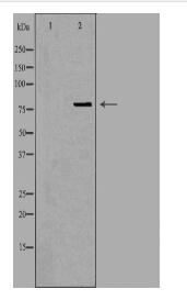 OGFR Antibody