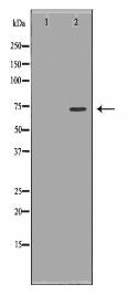 TCF4 Antibody