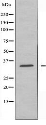 SLC25A11 Antibody