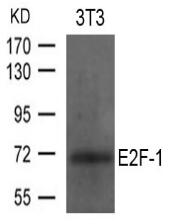 E2F-1 Antibody