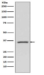 TRIB2 Antibody