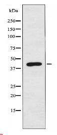 PEX10 Antibody