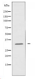 ZNF498 Antibody