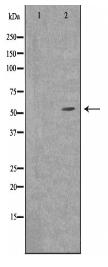 SLC30A1 Antibody