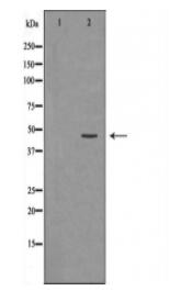 NCF1 Antibody