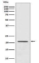 Rac1 Antibody