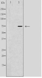 SIX5 Antibody